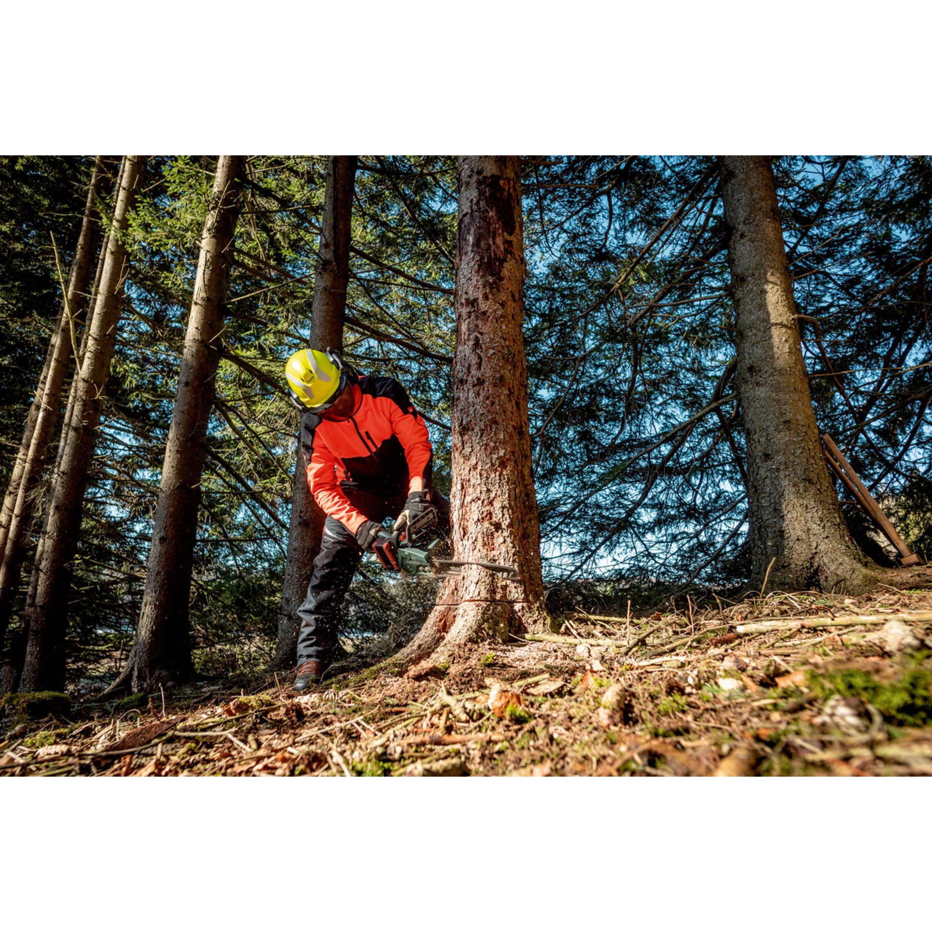 Schutzhelm, Baum, Baumstamm, Vegetation, Wald