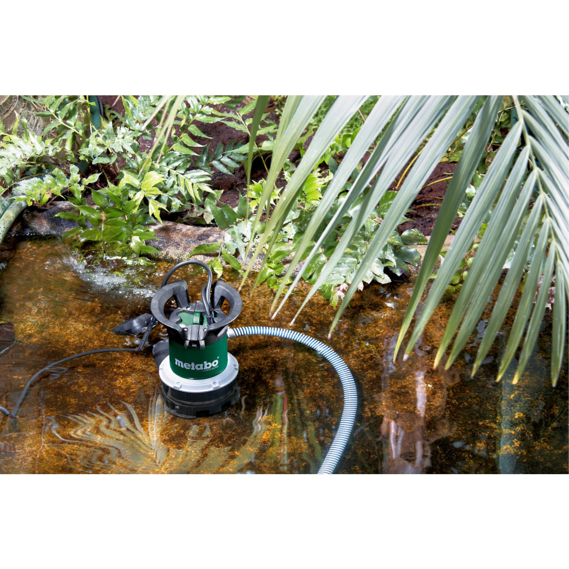 Blatt, Wasser, Vegetation, Maschine, Draußen